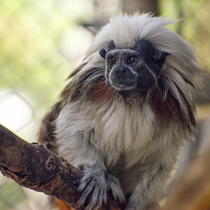 Apr. 2025 - Corcovado Jungle - La Selva Amazonica - Cotton Top Tamarin