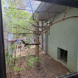 Apr. 2025 - Corcovado Jungle - La Selva Amazonica - Cotton Top Tamarin Exhibit