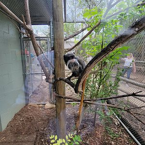 Apr. 2025 - Corcovado Jungle - La Selva Amazonica - Emperor Tamarin Exhibit