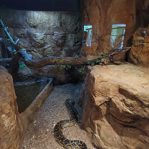 Apr. 2025 - Deserts & Forests of the World - Burmese Python/White-lipped Python Exhibit