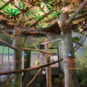 Apr. 2025 - Deserts & Forests of the World - Linne's Two-toed Sloth Exhibit
