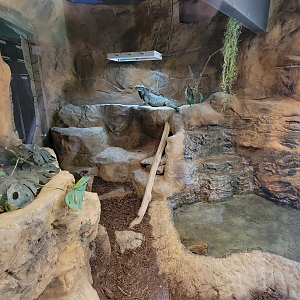 Apr. 2025 - Deserts & Forests of the World - Rhinoceros Iguana Exhibit