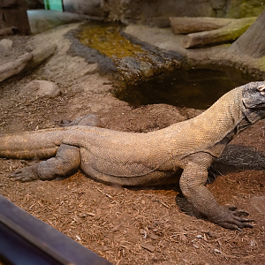 Apr. 2025 - Deserts & Forests of the World - Komodo Dragon