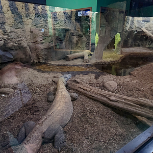 Apr. 2025 - Deserts & Forests of the World - Komodo Dragon Indoor Exhibit