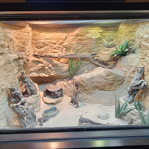 Apr. 2025 - Deserts & Forests of the World - Desert Horned Lizard Exhibit