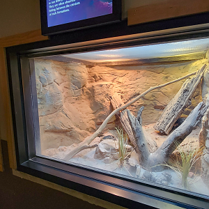 Apr. 2025 - Deserts & Forests of the World - Chuckwalla Exhibit