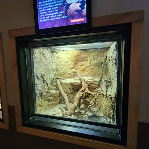 Apr. 2025 - Deserts & Forests of the World - Banded Rock Rattlesnake Exhibit
