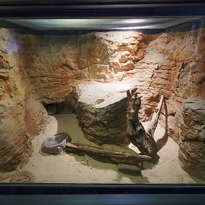 Apr. 2025 - Deserts & Forests of the World - Sidewinder Exhibit