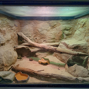 Apr. 2025 - Deserts & Forests of the World - Western Banded Gecko Exhibit