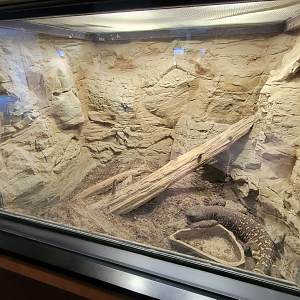 Apr. 2025 - Deserts & Forests of the World - Mexican Beaded Lizard Exhibit