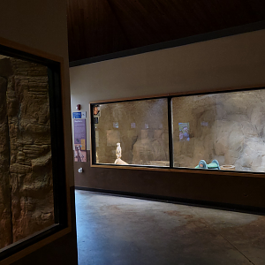 Apr. 2025 - Deserts & Forests of the World - Meerkat Exhibit