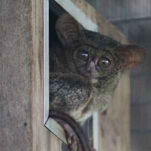 Gursky's spectral tarsier (Tarsius spectrumgurskyae)