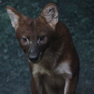 Sumatran dhole (Cuon alpinus sumatrensis)