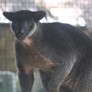Grizzled tree-kangaroo (Dendrolagus inustus finschi)