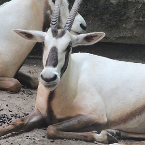 Arabian oryx (Oryx leucoryx)