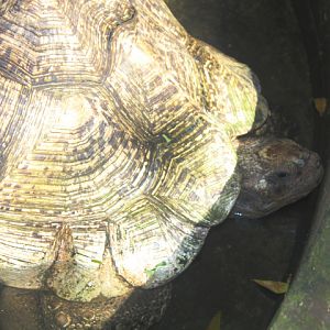 Babcock's leopard tortoise (Stigmochelys pardalis babcocki)