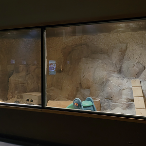 Apr. 2025 - Deserts & Forests of the World - Meerkat Exhibit