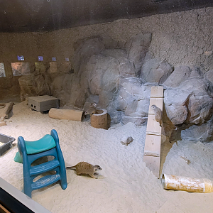Apr. 2025 - Deserts & Forests of the World - Meerkat Exhibit