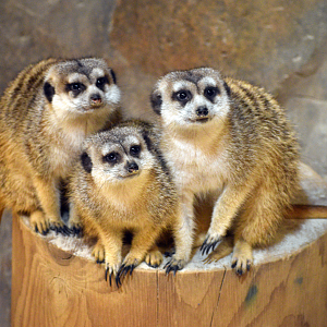 Apr. 2025 - Deserts & Forests of the World - Meerkats