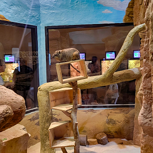 Apr. 2025 - Deserts & Forests of the World - Rock Hyrax Exhibit