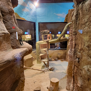 Apr. 2025 - Deserts & Forests of the World - Rock Hyrax Exhibit