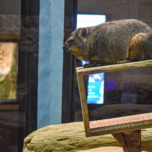 Apr. 2025 - Deserts & Forests of the World - Rock Hyrax