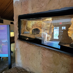 Apr. 2025 - Deserts & Forests of the World - Rock Hyrax Exhibit