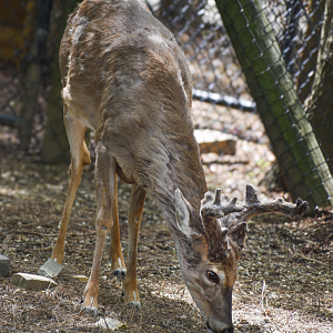 Apr. 2025 - Walkin’ the Tracks - White-tailed Deer