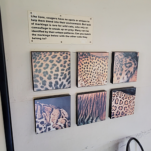 Apr. 2025 - Walkin’ the Tracks - Cougar Viewing