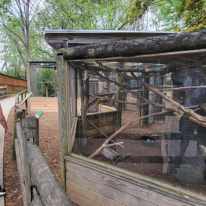 Apr. 2025 - Walkin’ the Tracks - Great Horned Owl + American Crow Exhibits