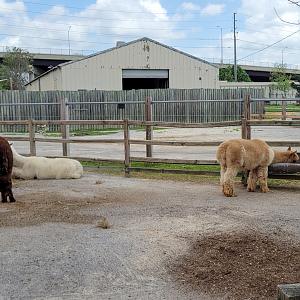 Apr. 2025 - Warner Park Ranch - Huacaya Alpaca Exhibit