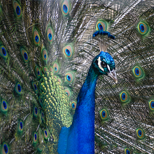 Apr. 2025 - Indian Peafowl