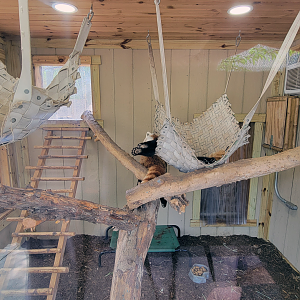 Apr. 2025 - Himalayan Passage - Red Panda Indoor Exhibit (1 of 2)