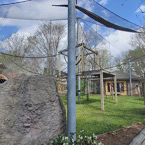 Apr. 2025 - Himalayan Passage - White-cheeked Gibbon Exhibit