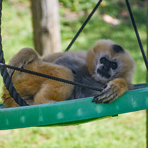 Apr. 2025 - Himalayan Passage - White-cheeked Gibbon (Mason)