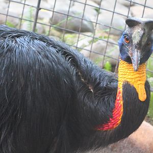Golden-necked cassowary (Casuarius unappendiculatus unappendiculatus)