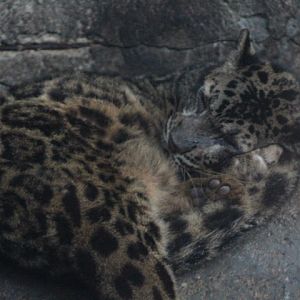 Bornean clouded leopard (Neofelis diardi borneensis)