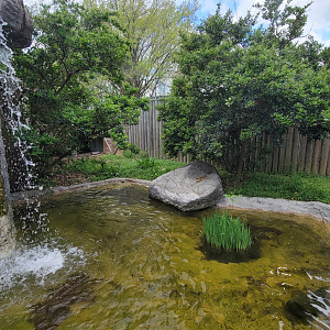 Apr. 2025 - Himalayan Passage - Chinese Alligator Exhibit