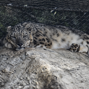 Apr. 2025 - Himalayan Passage - Snow Leopard