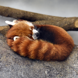 Apr. 2025 - Himalayan Passage - Red Panda