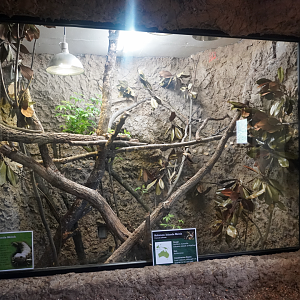 Apr. 2025 - Himalayan Passage - Solomon Island Skink Exhibit (Former Bali Mynah)