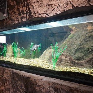 Apr. 2025 - Himalayan Passage - Roti Island Snake-necked Turtle Exhibit