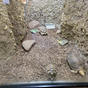 Apr. 2025 - Himalayan Passage - Indian Star Tortoise/Elongated Tortoise Exhibit