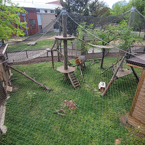 Apr. 2025 - Himalayan Passage - Red Panda Exhibit