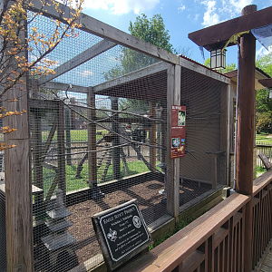 Apr. 2025 - Himalayan Passage - Bali Mynah Exhibit