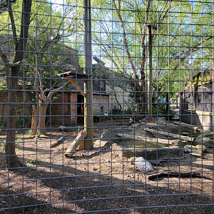 Apr. 2025 - Gombe Forest - East African Crowned Crane Exhibit