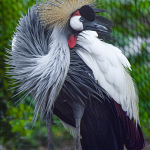 Apr. 2025 - Gombe Forest - East African Crowned Crane Exhibit