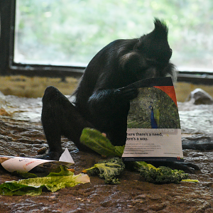 Apr. 2025 - Gombe Forest - Chimpanzee Interpretive Center - Black Mangabey