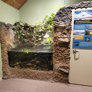 Apr. 2025 - Gombe Forest - Chimpanzee Interpretive Center - African Sideneck Turtle/Lyretail Cichlid Exhibit