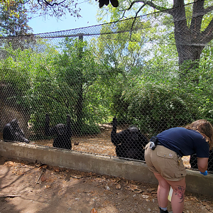 Apr. 2025 - Gombe Forest - Chimpanzee/Black Mangabey Exhibit